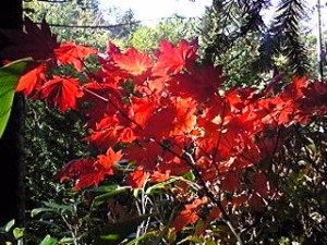 札幌岳の紅葉